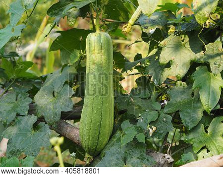 Luffa Acutangular, Cucurbitaceae Green Vegetable Fresh In Garden On Nature Background