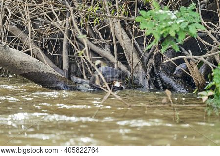 Giant River Otter, Pteronura Brasiliensis, A South American Carnivorous Mammal, Longest Member Of Th