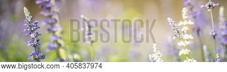 Closeup Of Purple Lavender Flower On Blurred Gereen Background Under Sunlight With Copy Space Using 