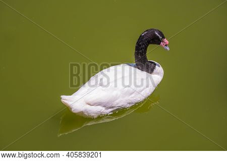 Black-necked Swan Or Cygnus Melancoryphus Also Known As Black-necked Swan, Has A Black Head And Neck