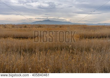 View Of The Natural Reserve Of Plants And Birds La Marjal Els Moros In The Town Of Puzol In Spain. N