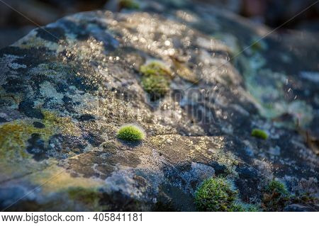 Moss On A Rock In The Autumn Woodland Of The Carso In Trieste Province, Friuli-venezia Giulia, North