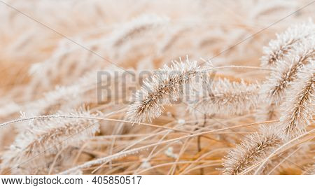 Abstract Natural Background Of Soft Plants. Frosted Pampas Grass And Flowers On A Blurry Bokeh, Boho