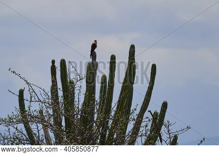 Yellow Headed Caracara, Milvago Chimachima Is A White Headed Bird Of Prey Sitting High On A Cactus I