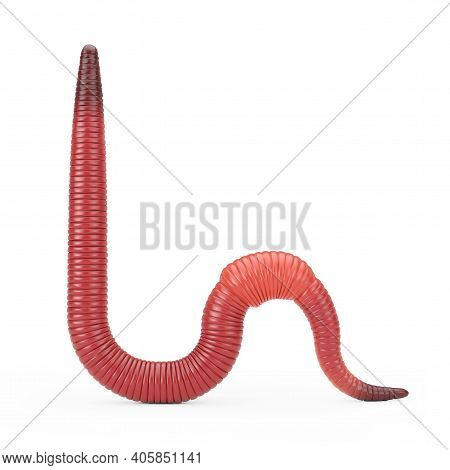 Red Dendrobena Rain Earth Worm On A White Background. 3d Rendering