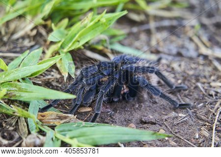 The Colombian Lesserblack Tarantula, Xenesthis Immanis, Is A Large Terrestrial Bird Spider, With Hai
