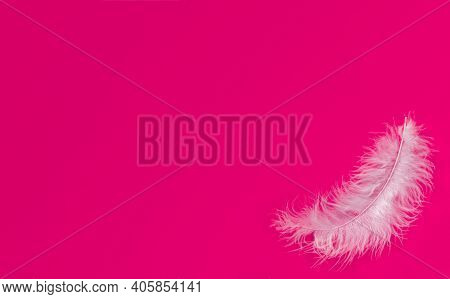 One White Feather On A Color Background. Pink Background