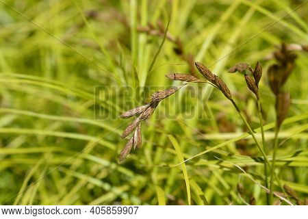 Palm Sedge - Latin Name - Carex Muskingumensis