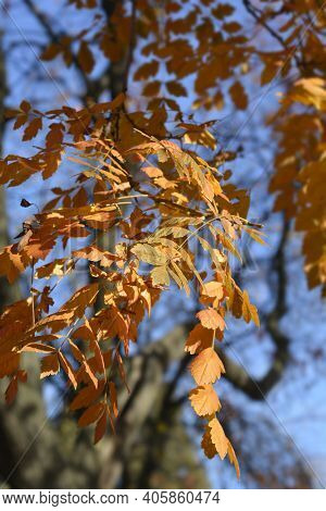 Golden Rain Tree Branches - Latin Name - Koelreuteria Paniculata
