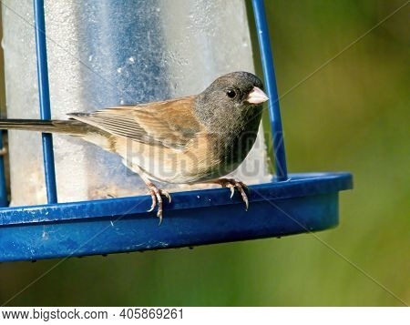 Male Dark-eyed Junco