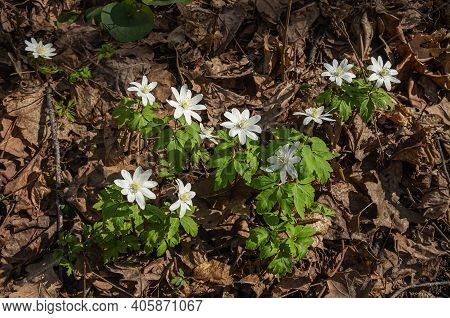 Blooming Anemone (anemone Nemorosa) In The Forest In Spring.