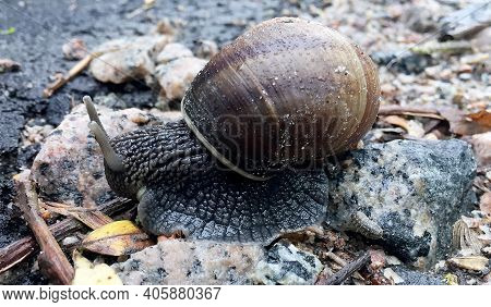Small Garden Snail In Shell Crawling On Wet Road, Slug Hurry Home. Snail Slug Consist Of Edible Tast