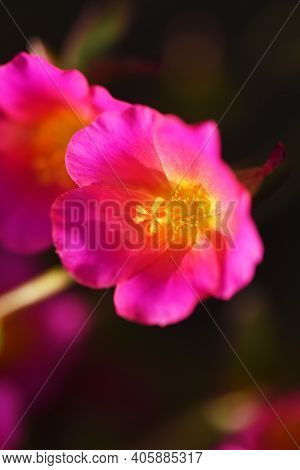 Rose Moss (portulaca Grandiflora) / Portulacaceae Annual Plant