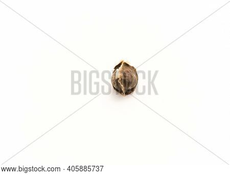 Studio Shot Moringa Or Drumstick Seed Isolated On White Background