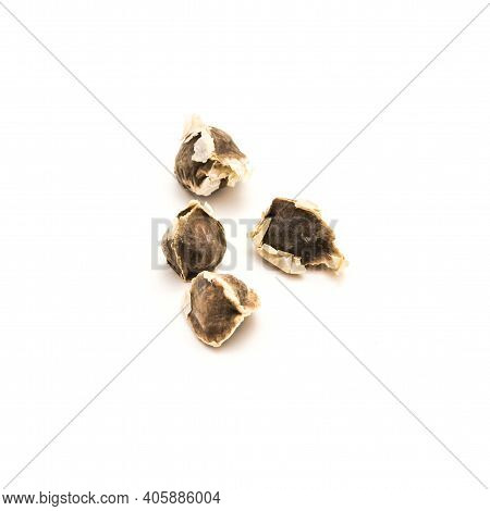 Four Moringa Or Drumstick, Benzolive Seeds Isolated On White Background
