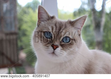 Beautiful White Cat With Blue Eyes At The Window. Neva Masquerade Siberian Cat Breed.