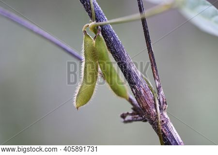 Glycine Soja In Autumn / Fabaceae Annual Vine Grass