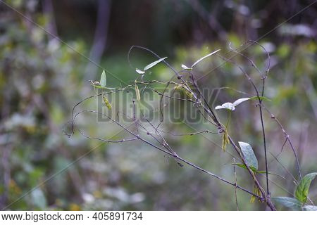 Glycine Soja In Autumn / Fabaceae Annual Vine Grass