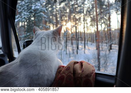 A Cat In A Car By An Open Window. Traveling In Winter With A Pet.