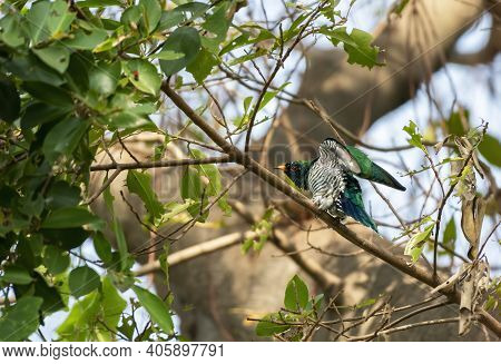 Male Asian Emerald Cuckoo Perching On The Branch And Flapping Its Wings , Thailand