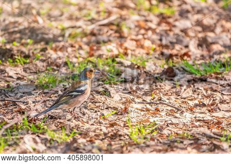 The Common Finch, Fringilla Coelebs, Sits On The Ground In Spring. Beautiful Forest Bird Common Chaf
