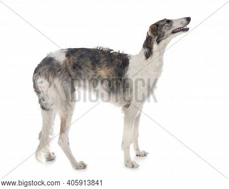 Young Borzoi In Front Of White Background