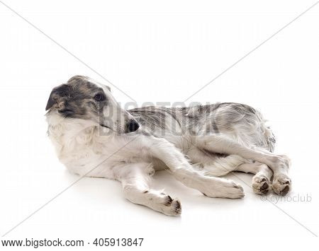 Young Borzoi In Front Of White Background