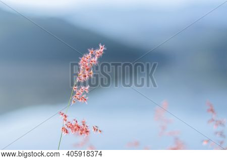Blurred Focus Of Rose Natal Grass With Background From Mountain And The Lake.
