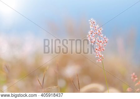 Blurred Focus Of Rose Natal Grass With Blurry Brown And Blue Color Background From Dry Leaves And Wa