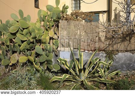 Varigotti (sv), Italy - December 30, 2017: Agave And Cactus In Varigotti Village, Italian Riviera, S