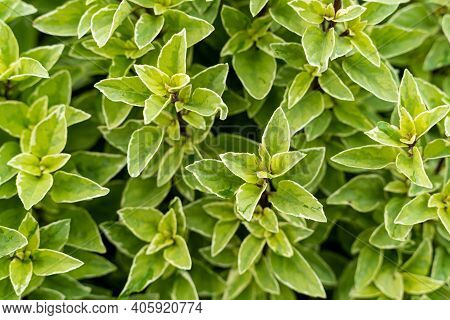 Basil Plant In Farm Basilicum Citriodorum , Green Leaves