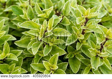 Basil Plant In Farm Basilicum Citriodorum , Green Leaves