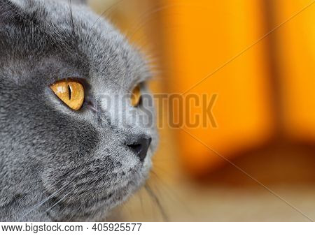 A Beautiful Gray Plush Scottish Straight Cat With Yellow Eyes. Trendy Cat. Bright And Unrivaled Gray