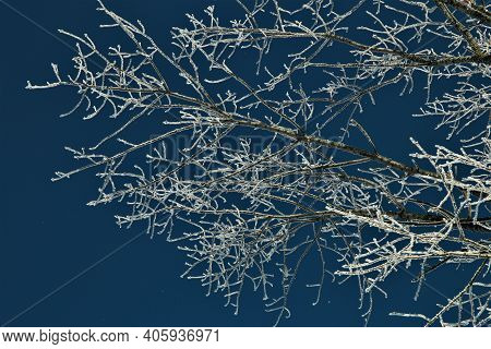 Icy Treebranches Against A Clear Blue Sky