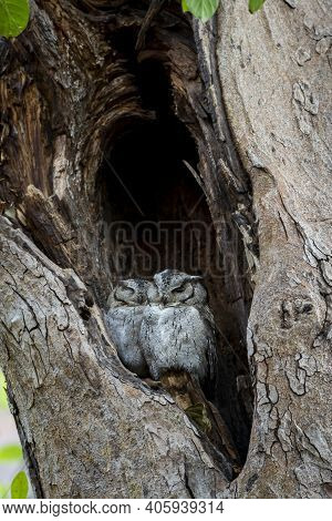 Indian Scops Owl Or Otus Bakkamoena Owlet Pair Together Resting In Nest During Safari At Forest Of C