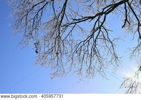 Icy Treebranches Against A Clear Blue Sky
