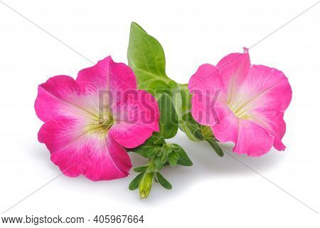 Pink Surfinia Petunia Flowers Isolated On White Background
