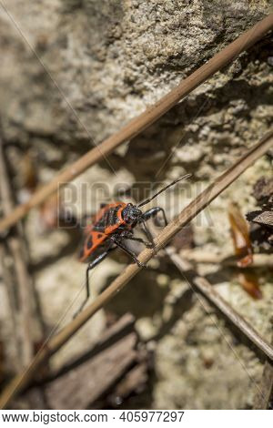 Macro Image Of Firebug Or Pyrrhocoris Apterus In Its Natural Forest Habitat In Spring; Black And Red
