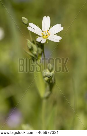 Detail Of The Spring Meadow Stitchwort Or Stellaria Holostea White Flowers With Yellow Anthers And B