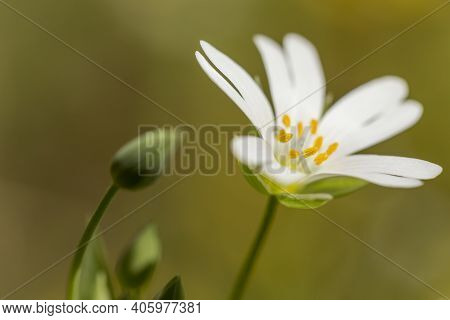 Macro Detail Of The Springtime Meadow Addersmeat Or Rabelera Holostea White Flowers With Copy Space