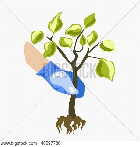 A Gloved Human Hand Holds A Tree Sapling