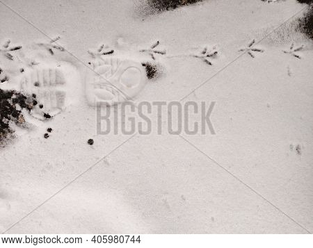 Blurred. The Footprint Of A Sole And A Birds Feet In The Snow.