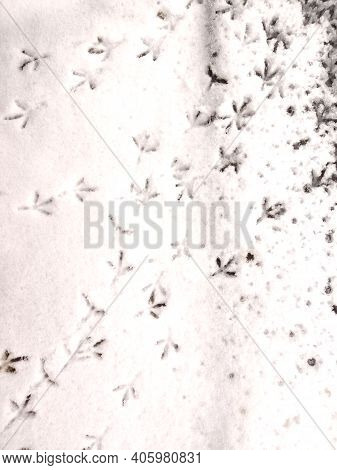 Blurred. The Footprint Of A Sole And A Birds Feet In The Snow.