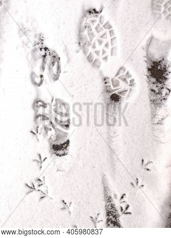 Blurred. The Footprint Of A Sole And A Birds Feet In The Snow.