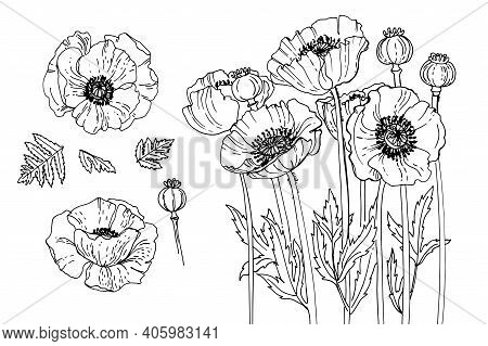Poppy Flower In Memory Of The Victims Of The First World War. Flowers For The Memorial. Remembrance 