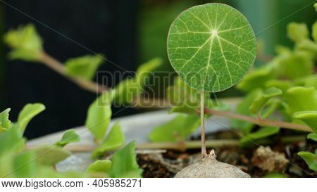Stephania Erecta Craib In The Farm With Natural Background