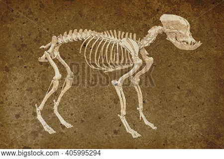 Canine skeleton in retro style, French bulldog dog with brachycephalic features, 3d illustration