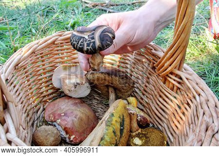 Mushrooms In Basket. Hand Is Picking Mushrooms. Hand Of A Man Holding A Mushroom. Mushroom Picking I