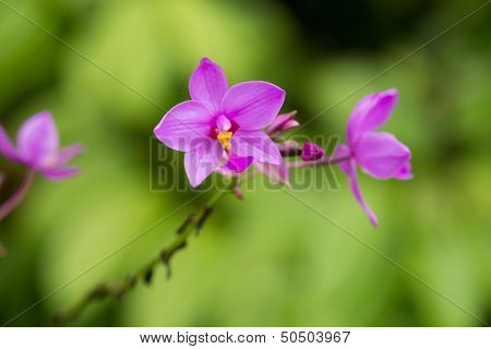 Spathoglottis Plicata Orchid In The Garden. It Is Also Known As Philippine Ground Orchid.