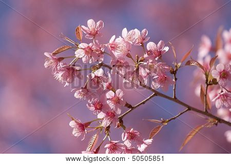 Cherry blossoms